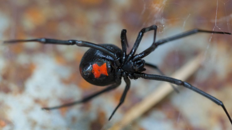 Shutterstock - Black Widow Spider - Sharon Keating